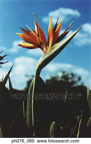 Stock Image - Close-Up of Beaked Heliconia Flower . Fotosearch
