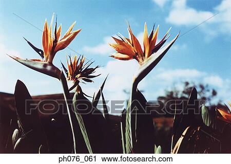 Close-Up of Beaked Heliconia Flower View Large Photo Image Stock Image - Close-Up of Beaked Heliconia Flower . Fotosearch