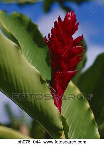 Picture - Close-up of ginger flower . Fotosearch