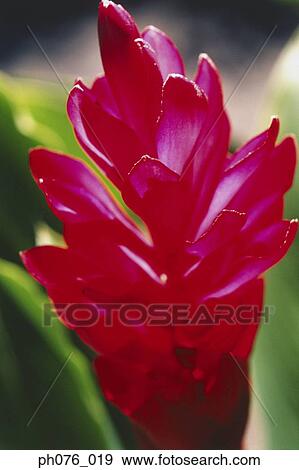 Close-up of ginger flower View Large Photo Image Stock Photo - Close-up of ginger flower . Fotosearch