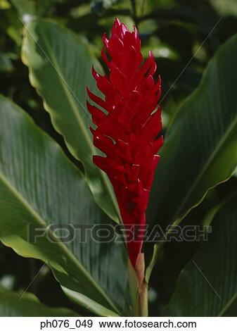 Stock Photo - Close-up of ginger flower . Fotosearch
