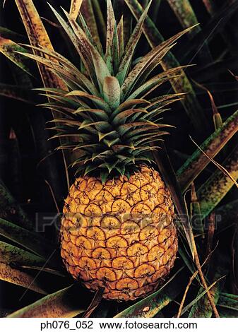Close-up of pineapple View Large Photo Image Stock Image - Close-up of pineapple. Fotosearch