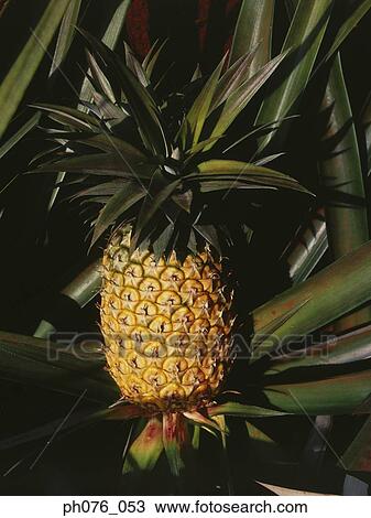 Close-up of pineapple View Large Photo Image Stock Image - Close-up of pineapple. Fotosearch