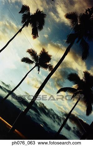 Coconut trees, silhouette View Large Photo Image Stock Image - Coconut trees, silhouette. Fotosearch