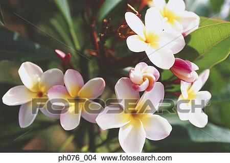 Frangipani flowers View Large Photo Image Picture - Frangipani flowers . Fotosearch