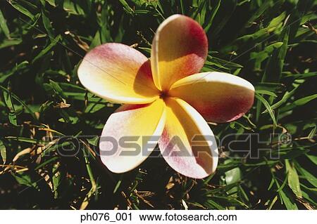 Stock Image - Frangipani flowers . Fotosearch