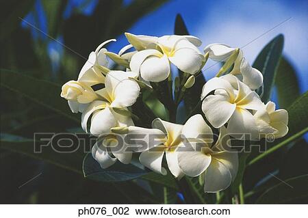Stock Image - Frangipani flowers . Fotosearch