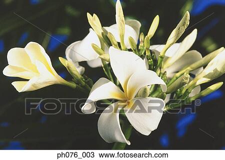 Frangipani flowers View Large Photo Image Stock Image - Frangipani flowers . Fotosearch