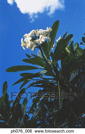 Stock Photograph - Frangipani flowers . Fotosearch