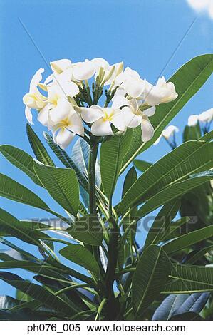 Stock Photography - Frangipani flowers . Fotosearch
