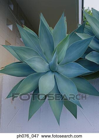 Green tropical plant, close up View Large Photo Image Stock Photo - Green tropical plant, close up. Fotosearch