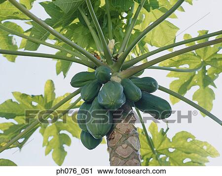 Papaya tree, elevated view View Large Photo Image Stock Image - Papaya tree, elevated view. Fotosearch