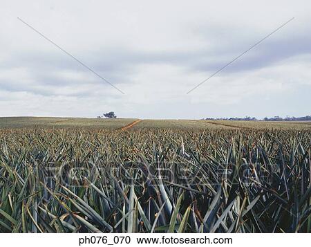 Pineapple plantation View Large Photo Image Stock Image - Pineapple plantation. Fotosearch