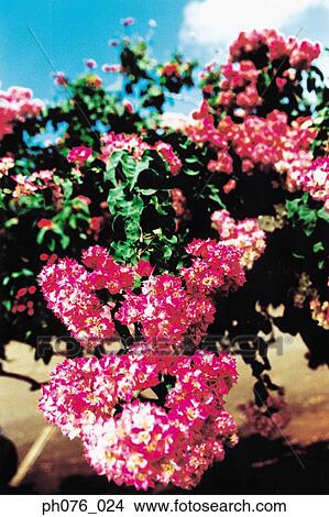 Pink Bougainvillea flowers View Large Photo Image Picture - Pink Bougainvillea flowers. Fotosearch