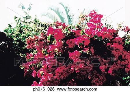 Pink Bougainvillea flowers View Large Photo Image Stock Photograph - Pink Bougainvillea flowers. Fotosearch