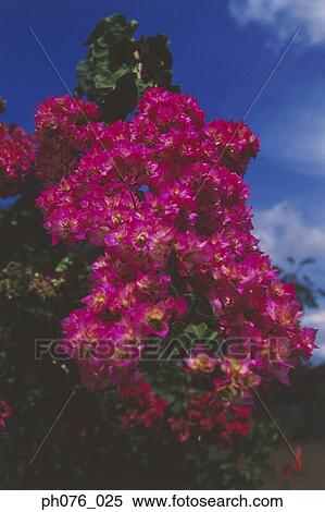 Stock Photography - Pink Bougainvillea flowers. Fotosearch