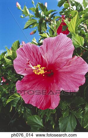 Picture - Red hibiscus flower, close-up . Fotosearch