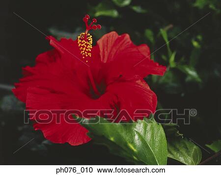 Red hibiscus flower, close-up View Large Photo Image Stock Image - Red hibiscus flower, close-up . Fotosearch