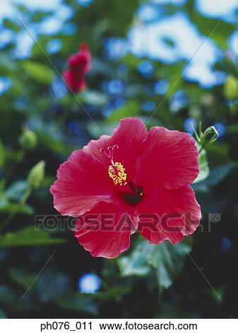 Stock Image - Red hibiscus flower, close-up . Fotosearch