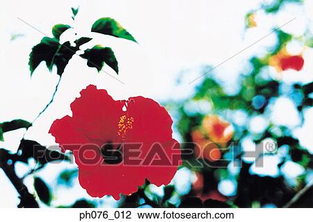 Stock Image - Red hibiscus flower, close-up . Fotosearch