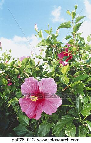 Stock Image - Red hibiscus flower, close-up . Fotosearch