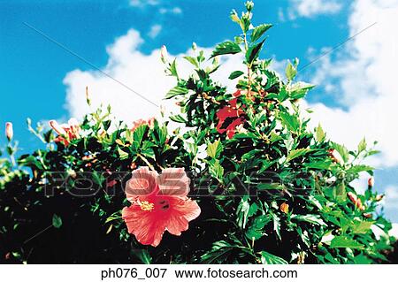 Red hibiscus flower, close-up View Large Photo Image Stock Photo - Red hibiscus flower, close-up . Fotosearch