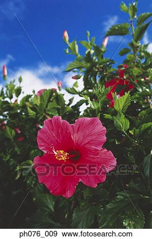 Stock Photo - Red hibiscus flower, close-up . Fotosearch