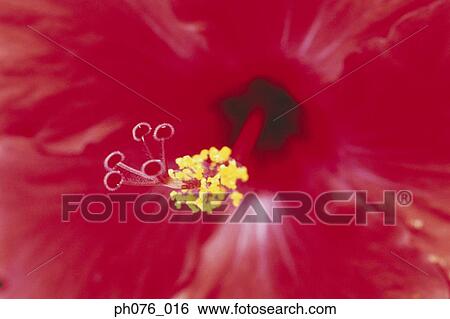 Red hibiscus flower, close-up View Large Photo Image Stock Photograph - Red hibiscus flower, close-up . Fotosearch