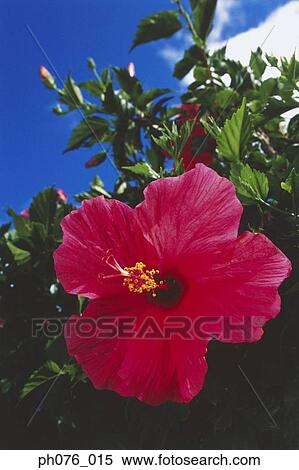 Stock Photography - Red hibiscus flower, close-up . Fotosearch