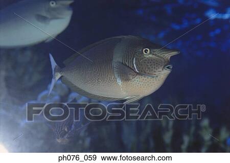 School of unicorn fish View Large Photo Image Stock Photo - School of unicorn fish. Fotosearch