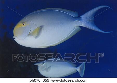 Stock Photography - Surgeon fish and unicorn fish. Fotosearch