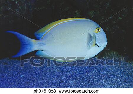 Surgeon fish View Large Photo Image Stock Photo - Surgeon fish. Fotosearch