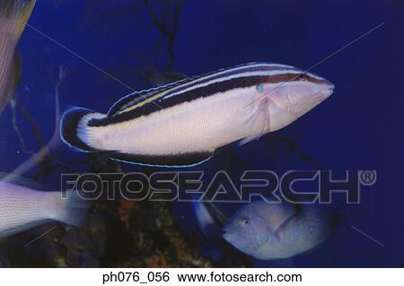 Tropical fish View Large Photo Image Stock Photograph - Tropical fish. Fotosearch