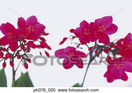 Tropical Flowers View Large Photo Image Stock Image - Tropical Flowers . Fotosearch