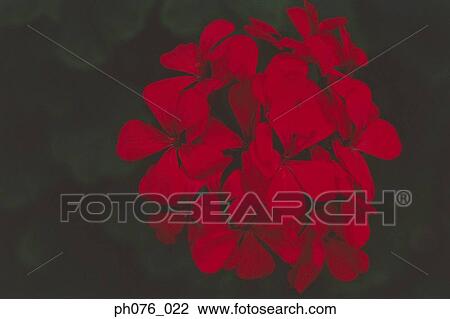 Tropical Flowers View Large Photo Image Stock Image - Tropical Flowers . Fotosearch
