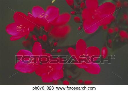 Tropical Flowers View Large Photo Image Stock Image - Tropical Flowers . Fotosearch