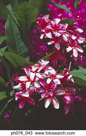 Tropical Flowers View Large Photo Image Stock Image - Tropical Flowers . Fotosearch