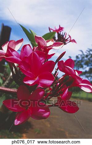 Tropical Flowers View Large Photo Image Stock Photo - Tropical Flowers . Fotosearch