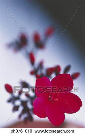 Tropical Flowers View Large Photo Image Stock Photo - Tropical Flowers . Fotosearch