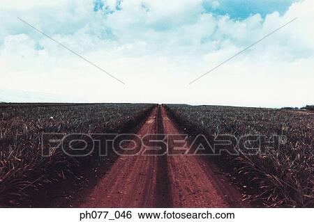 US, Hawaii, Pathway through field of crop View Large Photo Image Stock Photograph - US, Hawaii, Pathway through field of crop. Fotosearch