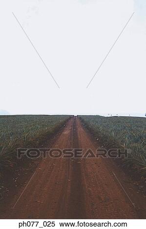US, Hawaii, Pathway through field of crop View Large Photo Image Stock Photography - US, Hawaii, Pathway through field of crop. Fotosearch