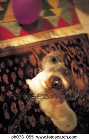 Domestic dog View Large Photo Image Stock Photography - Domestic dog. Fotosearch