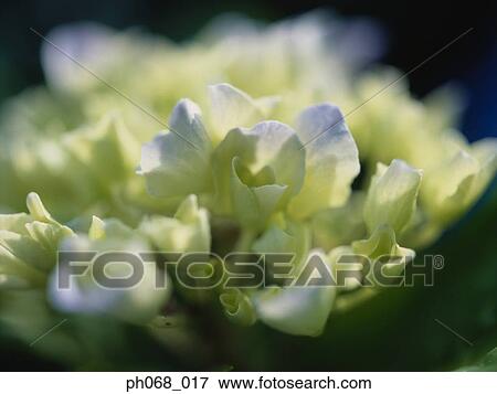 Bouquet of flowers View Large Photo Image Stock Photo - Bouquet of flowers. Fotosearch