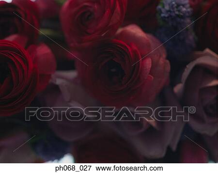 Bouquet of roses View Large Photo Image Stock Photo - Bouquet of roses. Fotosearch