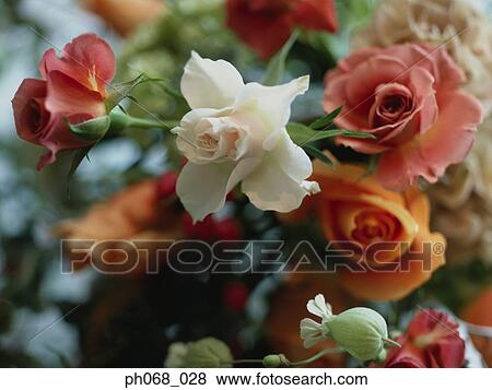 Bouquet of roses View Large Photo Image Stock Photo - Bouquet of roses. Fotosearch