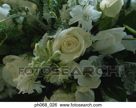 Bouquet of white flowers View Large Photo Image Stock Photograph - Bouquet of white flowers. Fotosearch