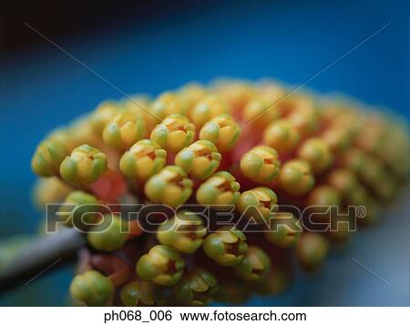 Close up of a bud View Large Photo Image Stock Photograph - Close up of a bud. Fotosearch