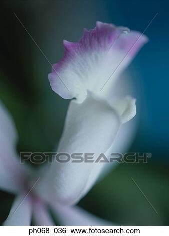 Close-Up of an Orchid Petal View Large Photo Image Stock Photograph - Close-Up of an Orchid Petal . Fotosearch
