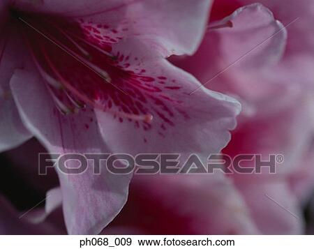 Close-up of center of lily View Large Photo Image Stock Photo - Close-up of center of lily. Fotosearch