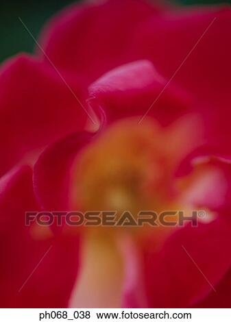 Close-up of center of red flower View Large Photo Image Stock Photo - Close-up of center of red flower. Fotosearch